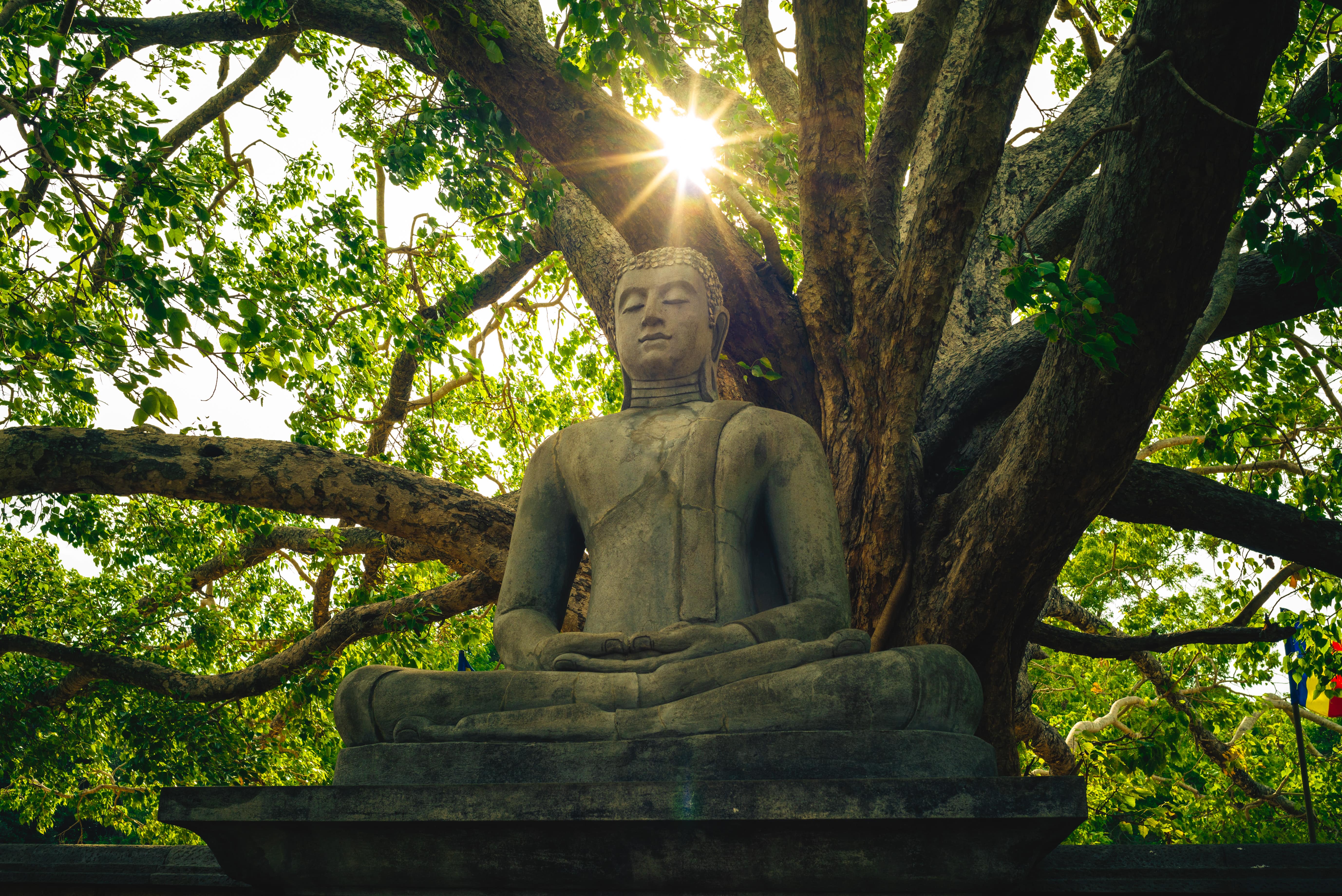 Drzewo Bodhi Banyan blog (9).jpg